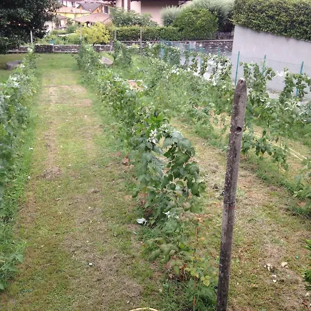 Badalone * דומאסו